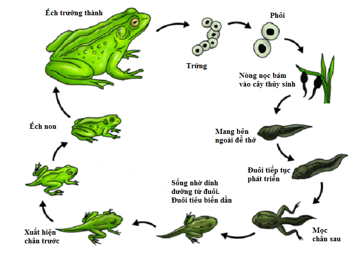 Vòng đời ếch